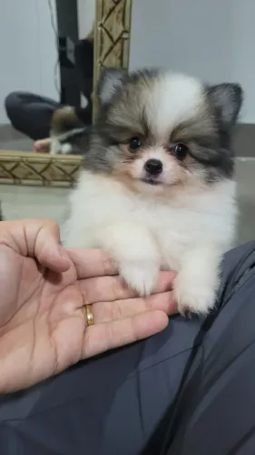 Sinop - Lulu da Pomerânia - Spitz Alemão - Macho e Fêmea com pedigree e garantia