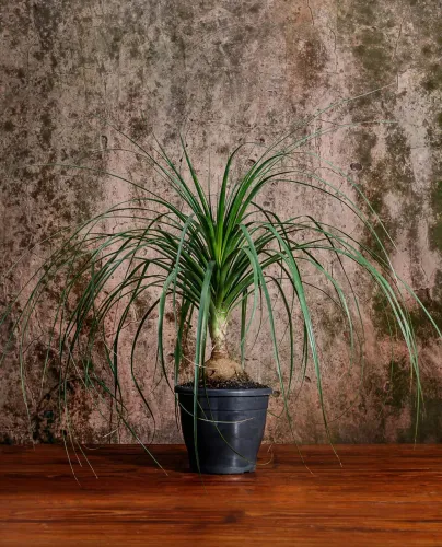 Planta Pata de elefante