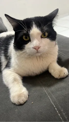 Doação Gato Castrado e Chipado