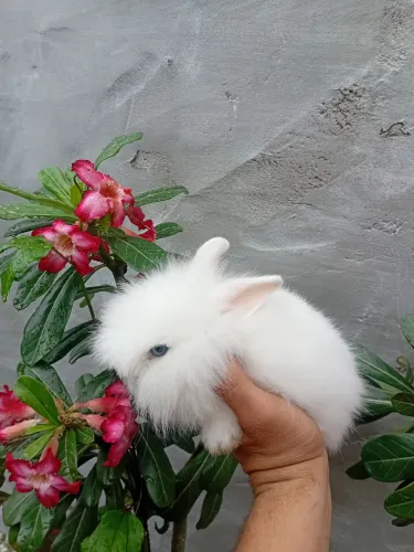 Coelho mini