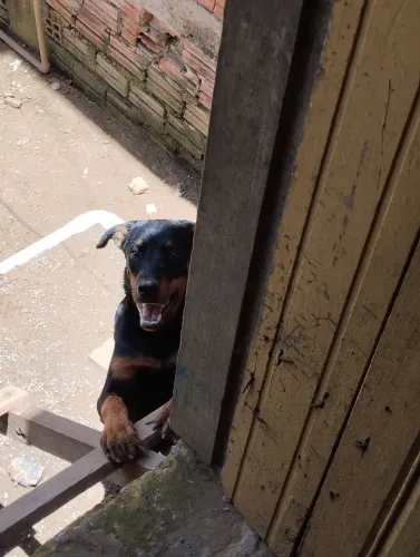 Doaçao rottweiler