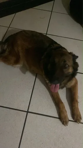 Filhotes de pastor belga malinois