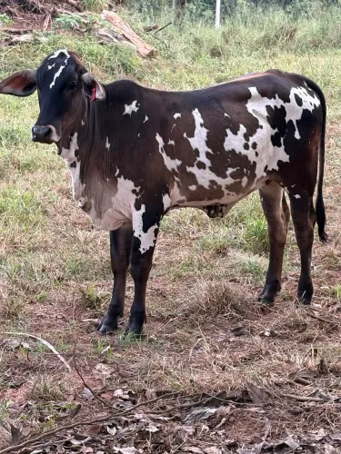 Novilha pintada