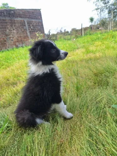 Filhote de Border Collie
