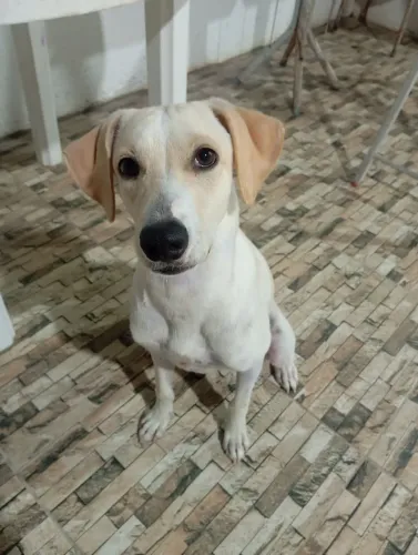 Cachorro Macho (Doação)