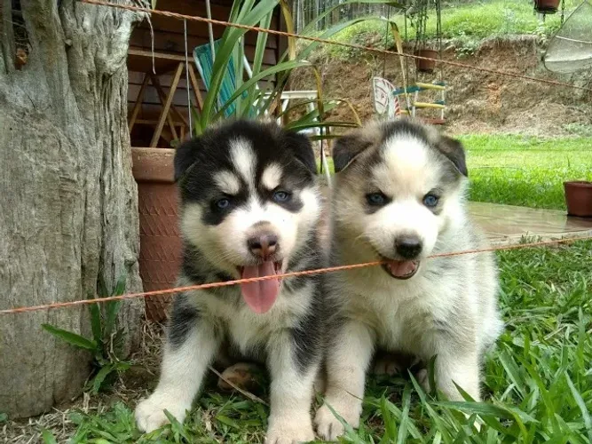 Husky Siberiano | Loja Física + 1ª Dose de Vacina