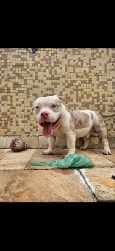American Bully Exitic Bully