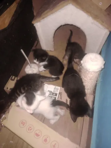 Doação de filhotes de gatos