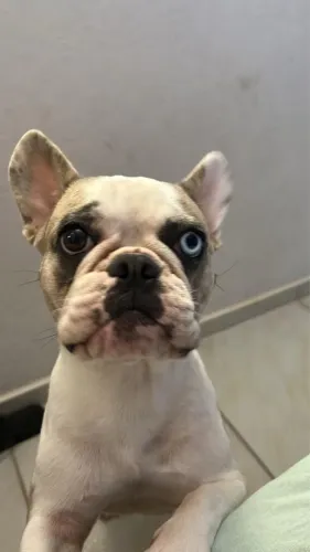 Cachorro