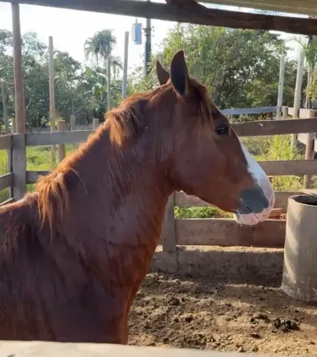 Cavalo MM de picada