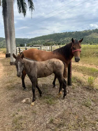 Égua Marcha Picada Pego Troca Em Gado Potrinha 3 mês