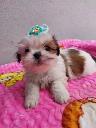 Shih-tzu Fêmea