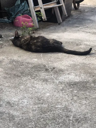 Doação de gato 