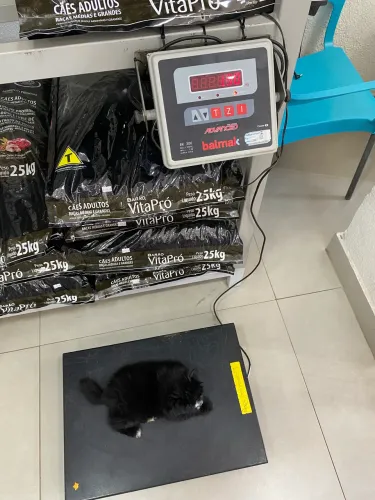 Vende - se Shitszu misturado com Lulu Pomeranea