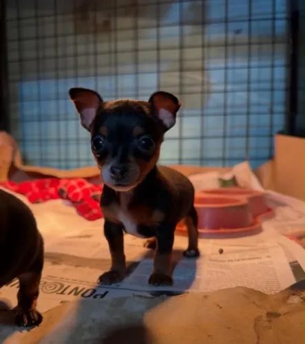 Pinscher 0 -tenha o seu filhote em até 12x mais facilidade 