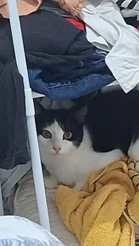 Gato macho castrado para adoção
