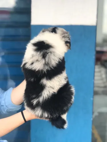 Border Collie fêmea blue merle com56 dias vacinada com pedigree e garantias