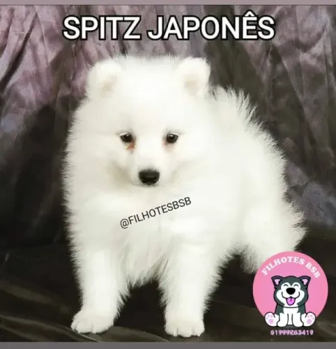 Spitz japonês - mini samoeda - pedigree cbkc