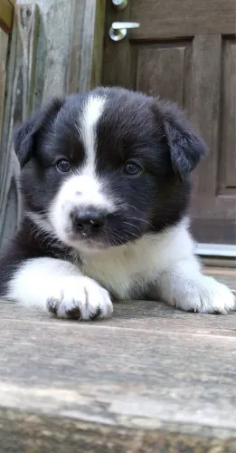 Border collie o legítimo sem dúvidas