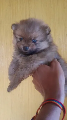 Promoção -Spitz Alemão Macho Laranja Com Pedigree 