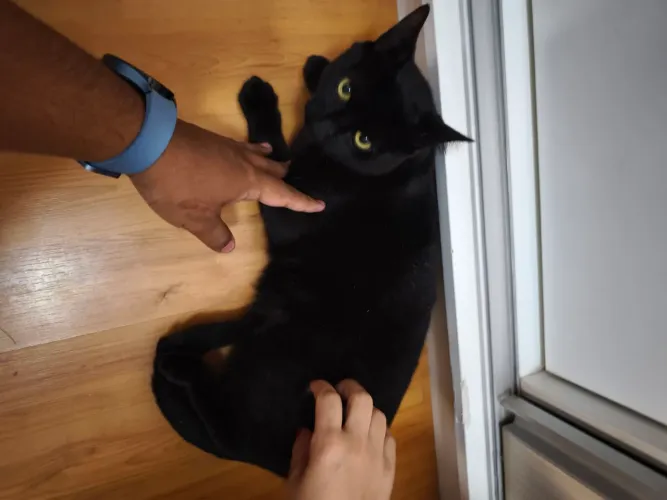 Gato castrado para doação 