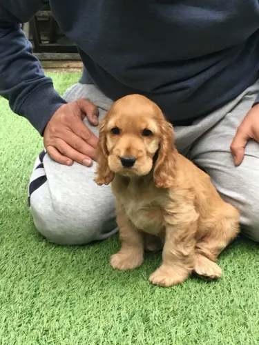 Cocker Spaniel