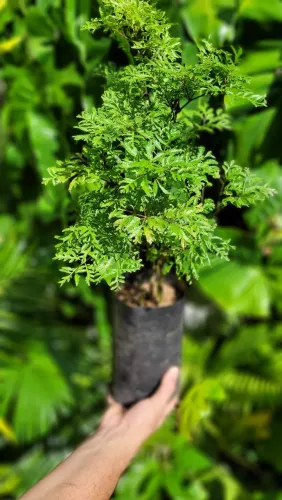 Muda de plantas: Árvore da Felicidade Fêmea