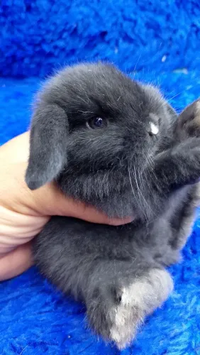 Mini Lop Uruguai de alto padrão