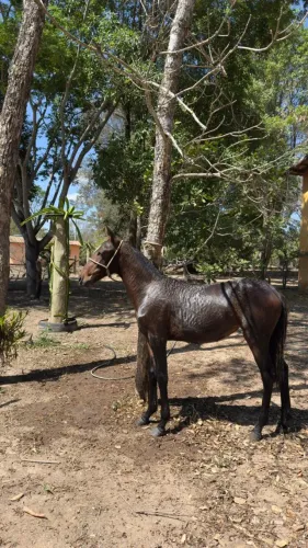 Potra mangalarga Marchador