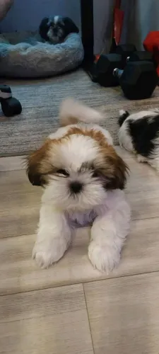 Filhotes de Shih Tzu | Prontinhos pra você!