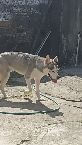 Husky siberiano filhote doação