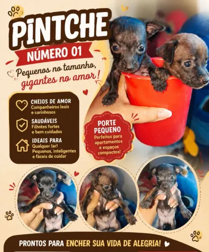 Cachorro da raça pinscher n1 macho 
