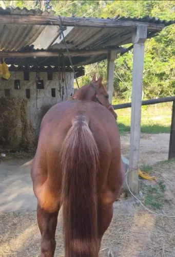 Cavalo
