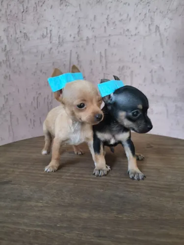 Pinscher mini