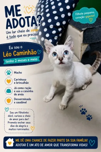 Gato Macho Para adoção,para mais informações chama no chat .
