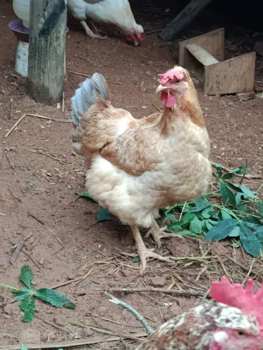 Galinha GSB Balão sertanejo 