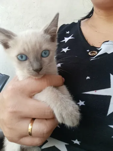 Gatinha para adoção