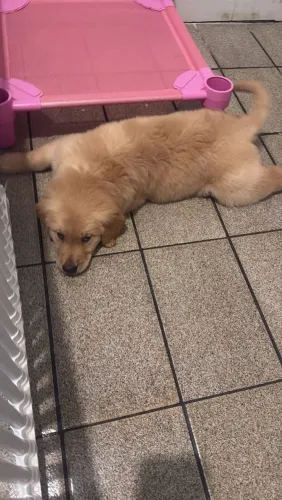 Filhote Golden Retriever 