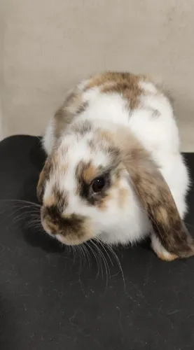 Coelho mini Lop