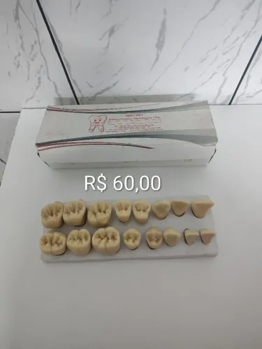 Macro modelo de dentes para estudantes