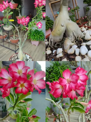 Rosas do deserto