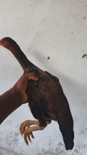 Frango Índio