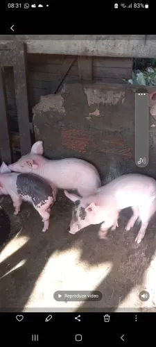 Porquinhos de 50 dias