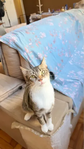 Gato Macho Castrado 6 meses