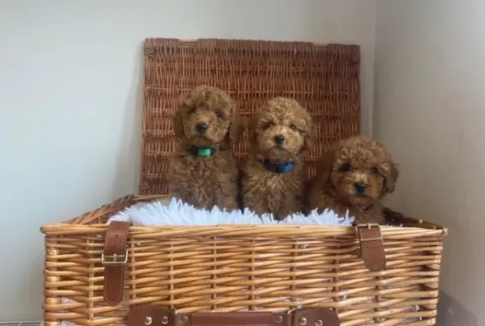 Poodle,Poodle Filhote Pronto Para Novo Lar