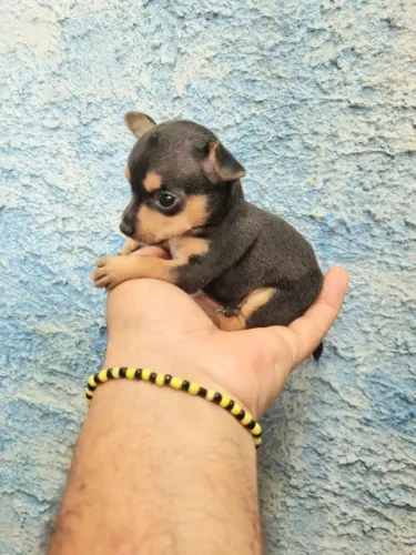 Vendo filhotes de Pinscher miniatura