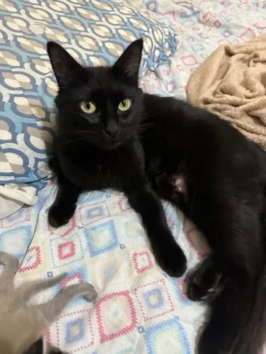 Doação de gatinha com seus filhotes