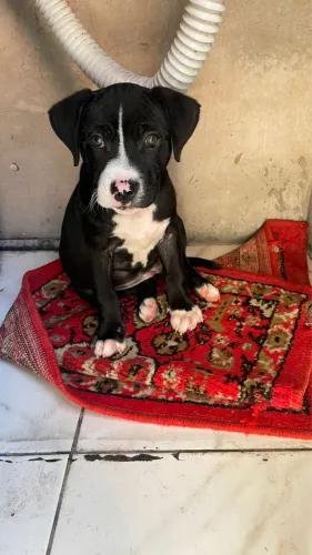 FILHOTE DE PITBULL 