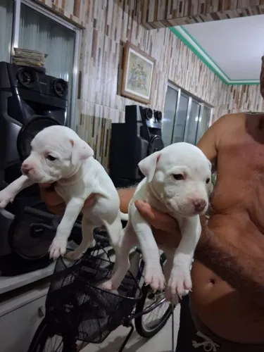 Filhotes de pitbull red nose puros fêmeas 