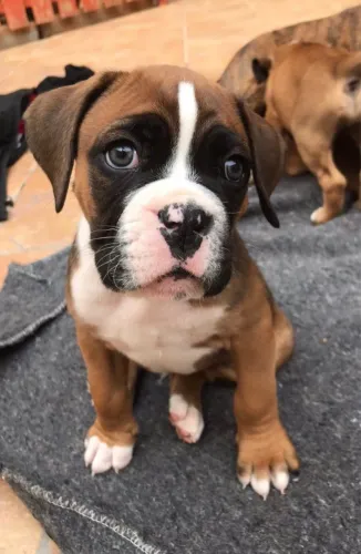 Filhotes De Boxer - Filhotes Cheios De Energia E Amor Esperando Por Um Lar 